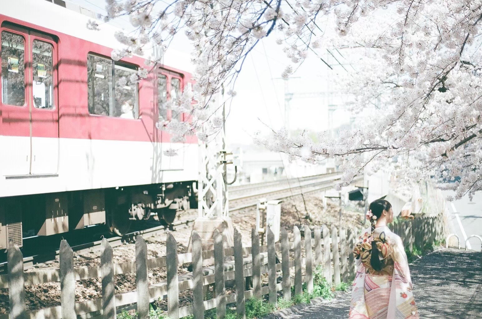 桜と着物